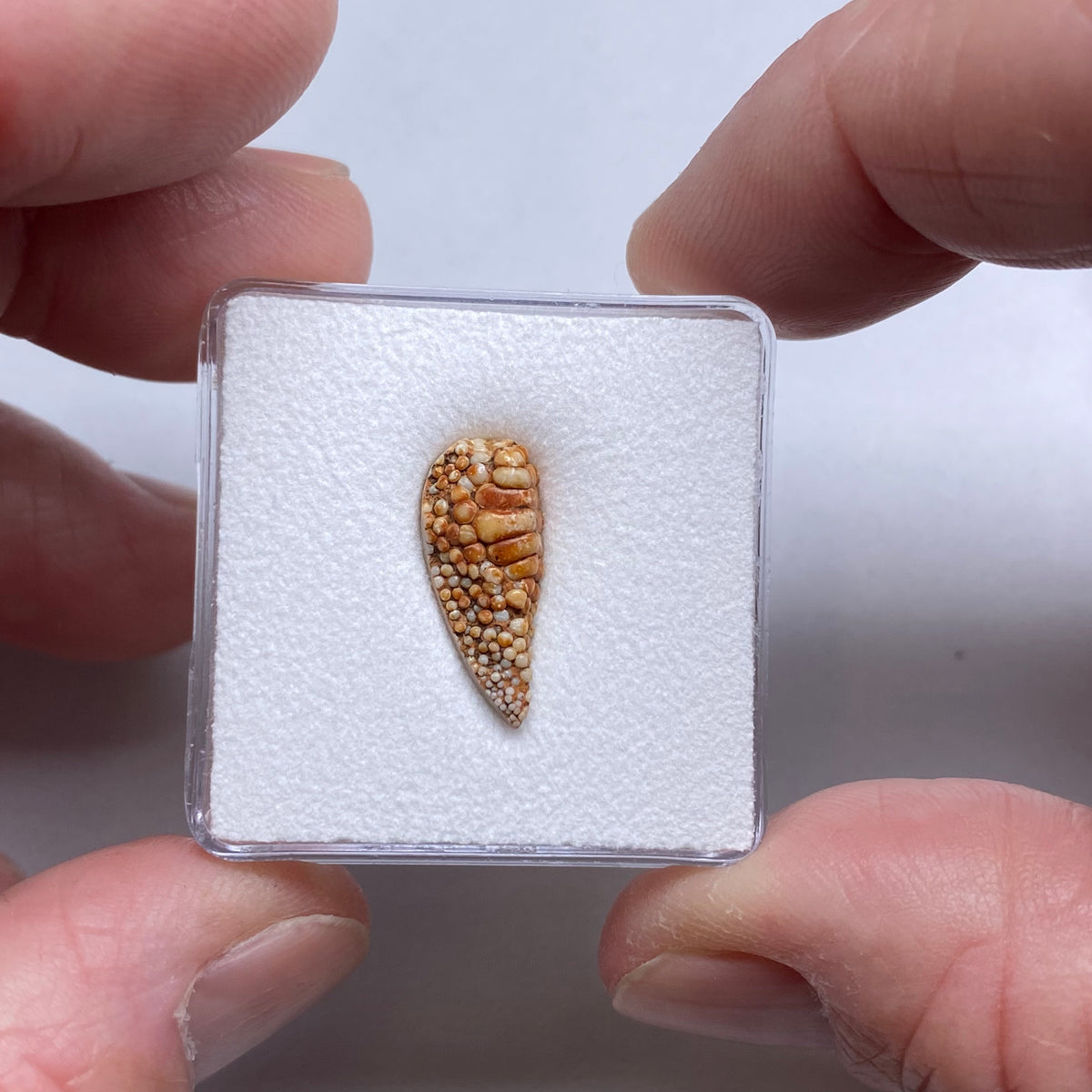 Snakeskin Stone  (fossilized palate of wrasse)