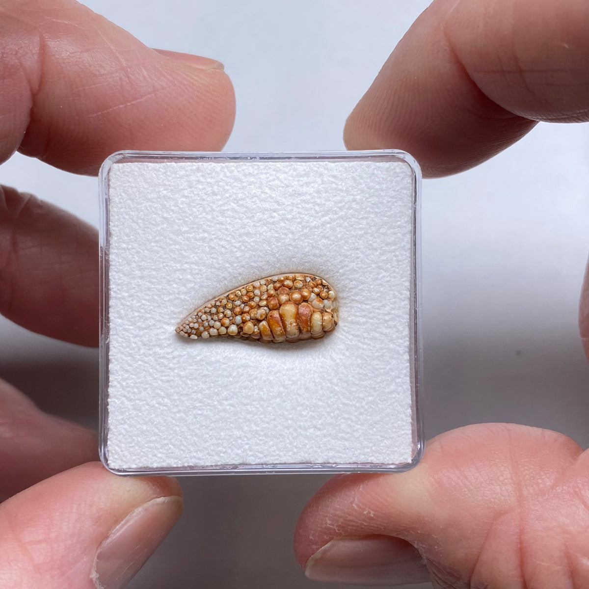 Snakeskin Stone  (fossilized palate of wrasse)