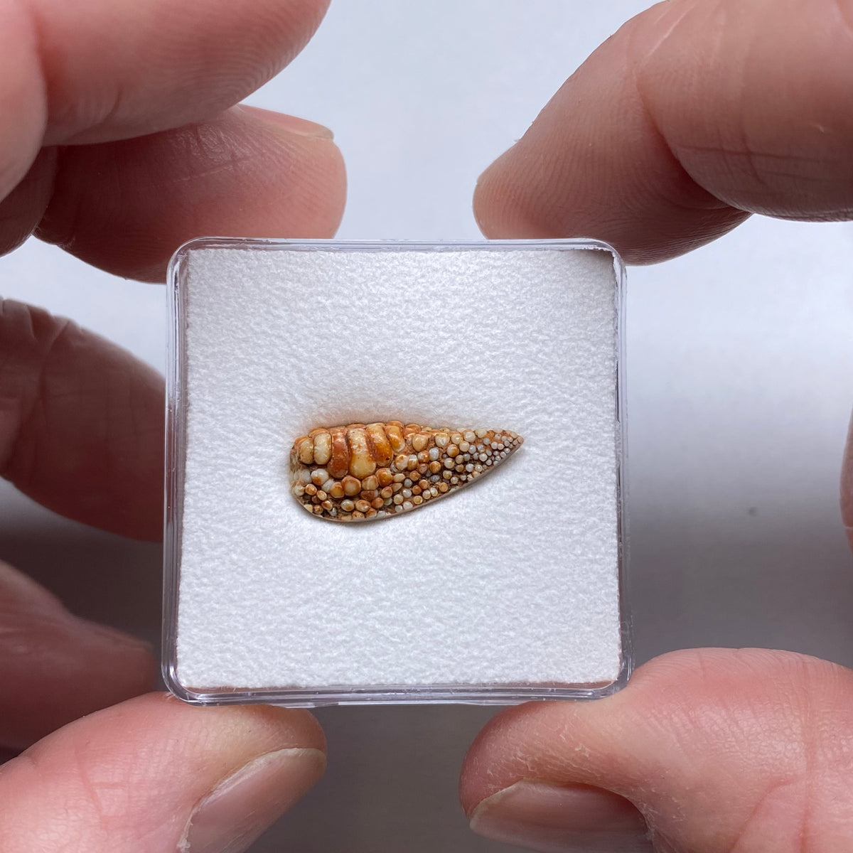 Snakeskin Stone  (fossilized palate of wrasse)