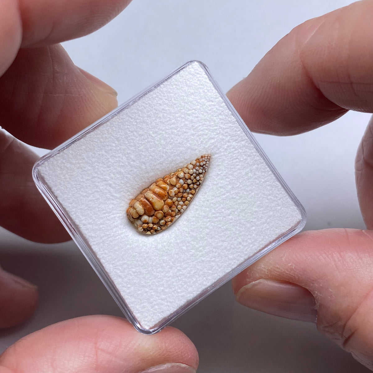 Snakeskin Stone  (fossilized palate of wrasse)