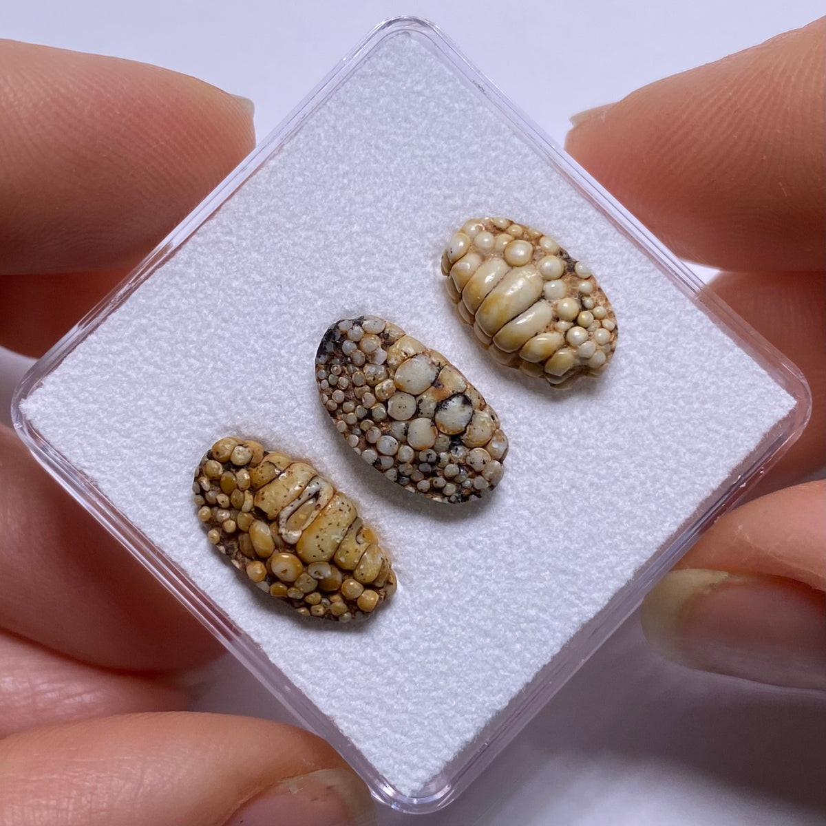Snakeskin Stone  (fossilized palate of wrasse)