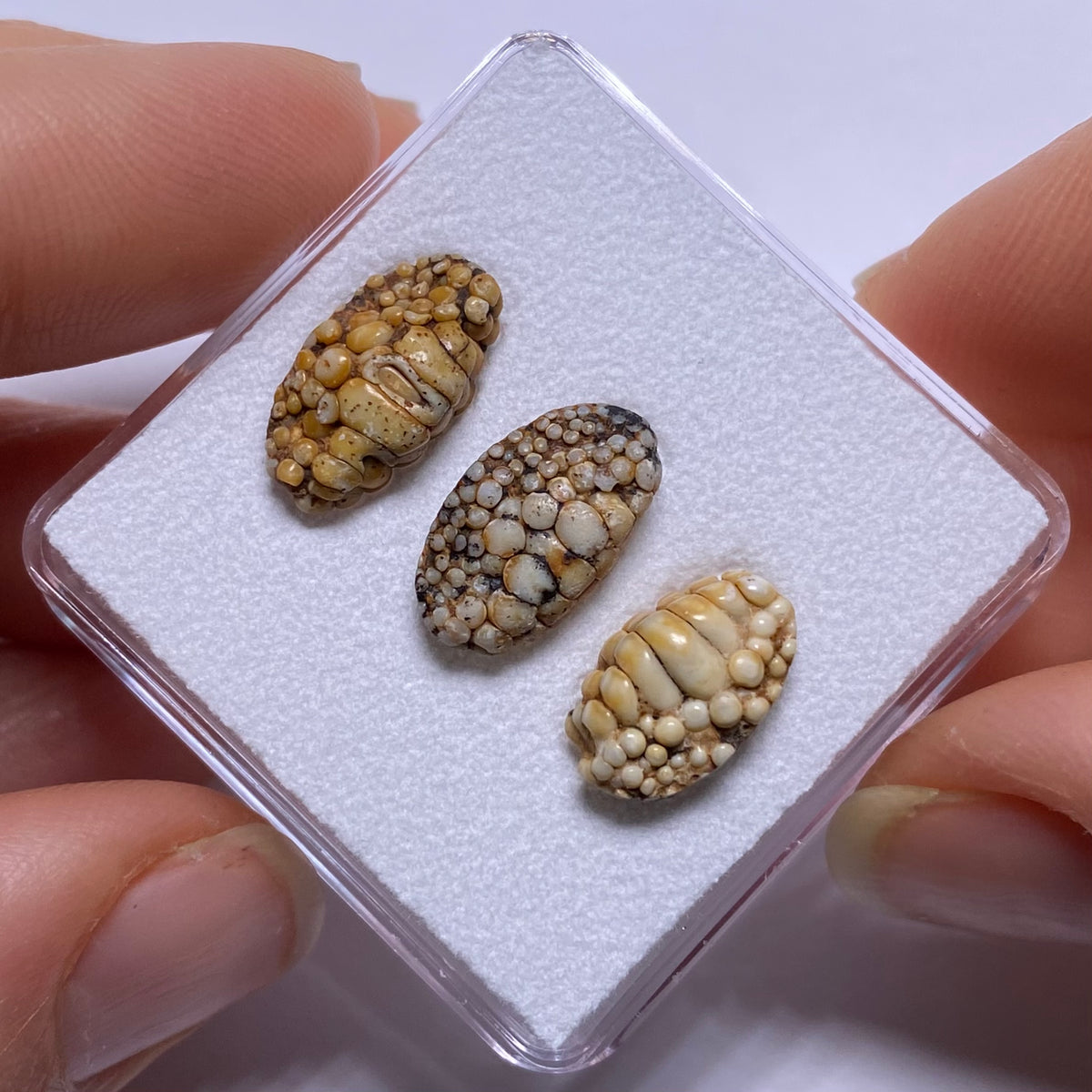Snakeskin Stone  (fossilized palate of wrasse)