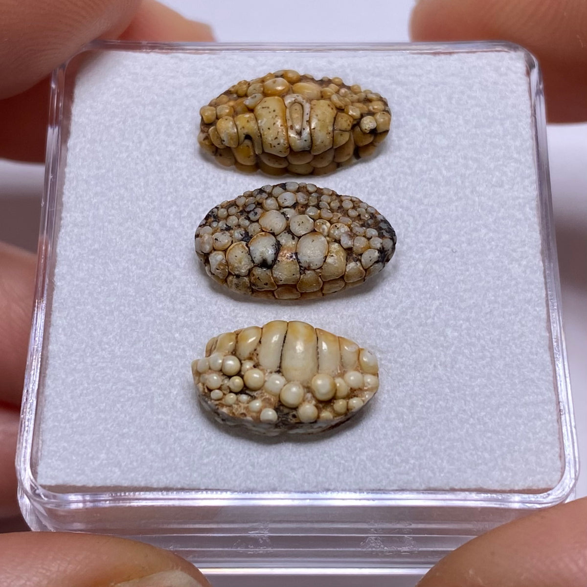 Snakeskin Stone  (fossilized palate of wrasse)