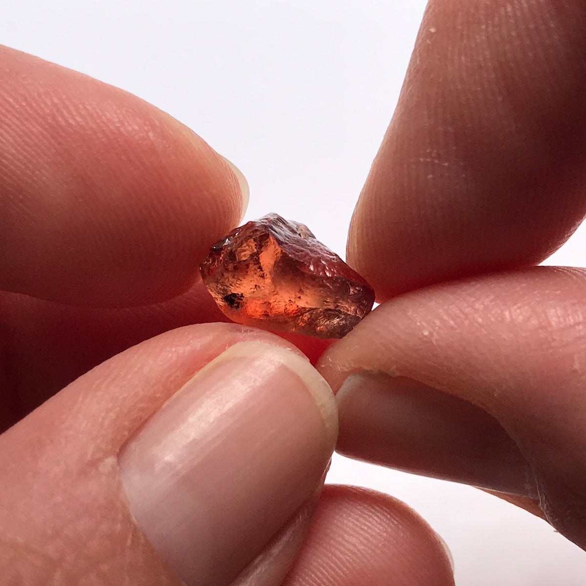 Tangawizi Malaya Garnet