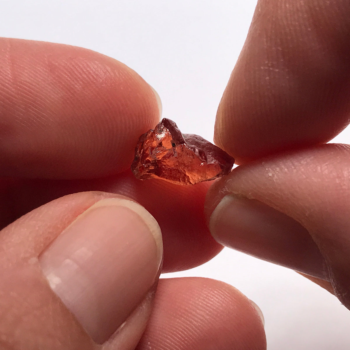 Tangawizi Malaya Garnet