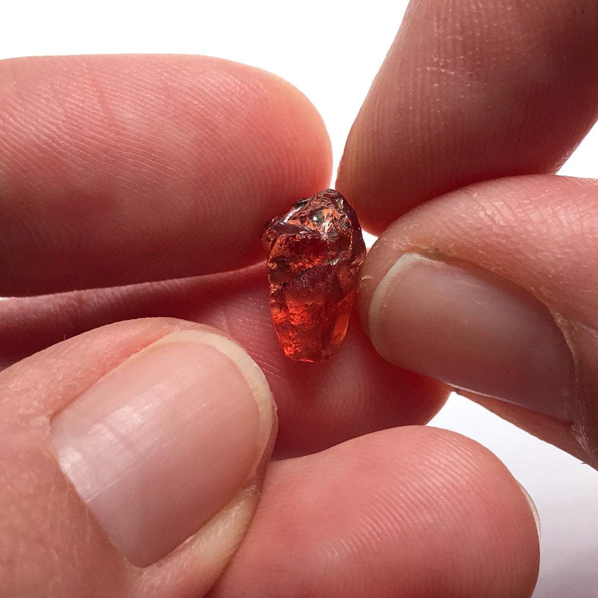 Tangawizi Malaya Garnet