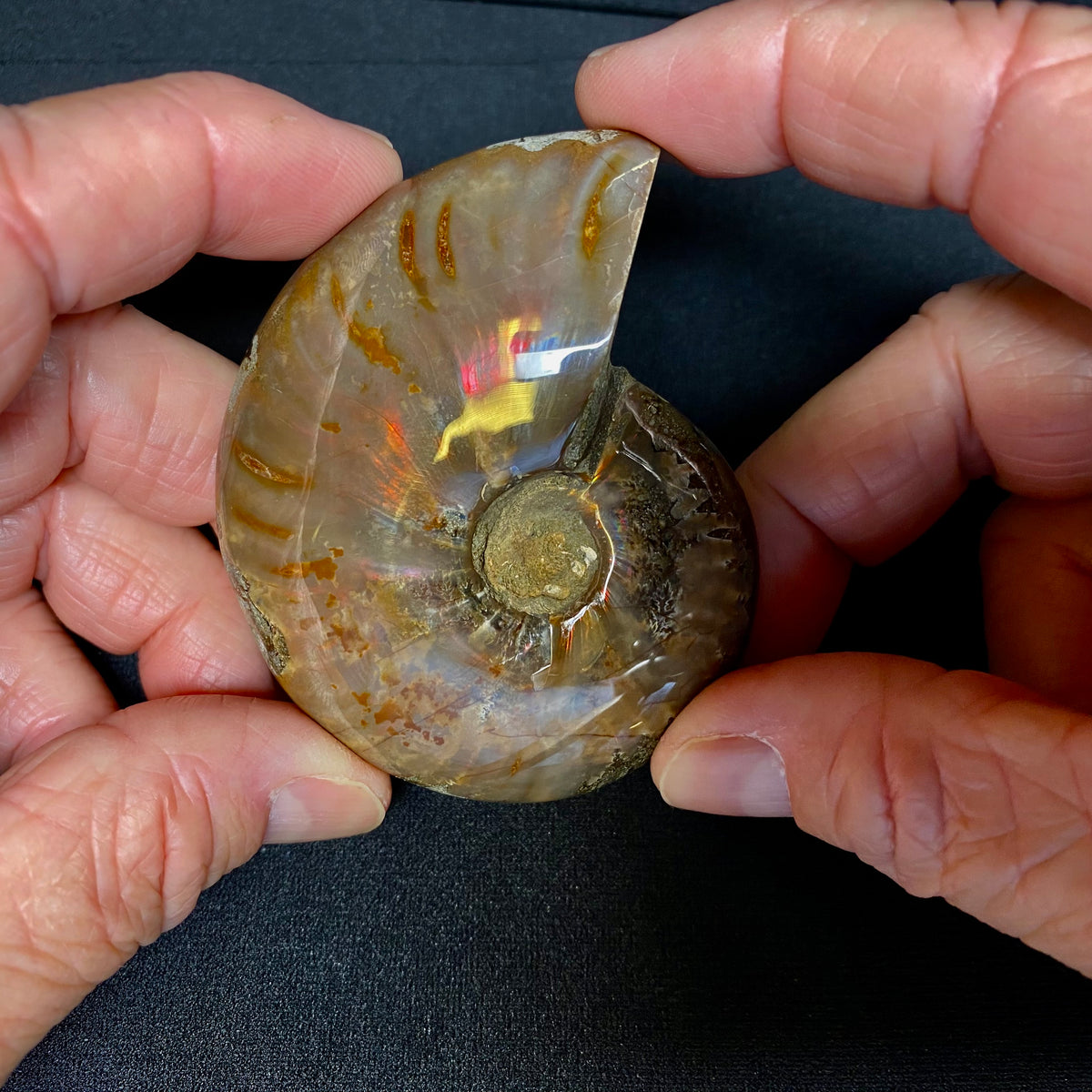 Ammonite Fossil