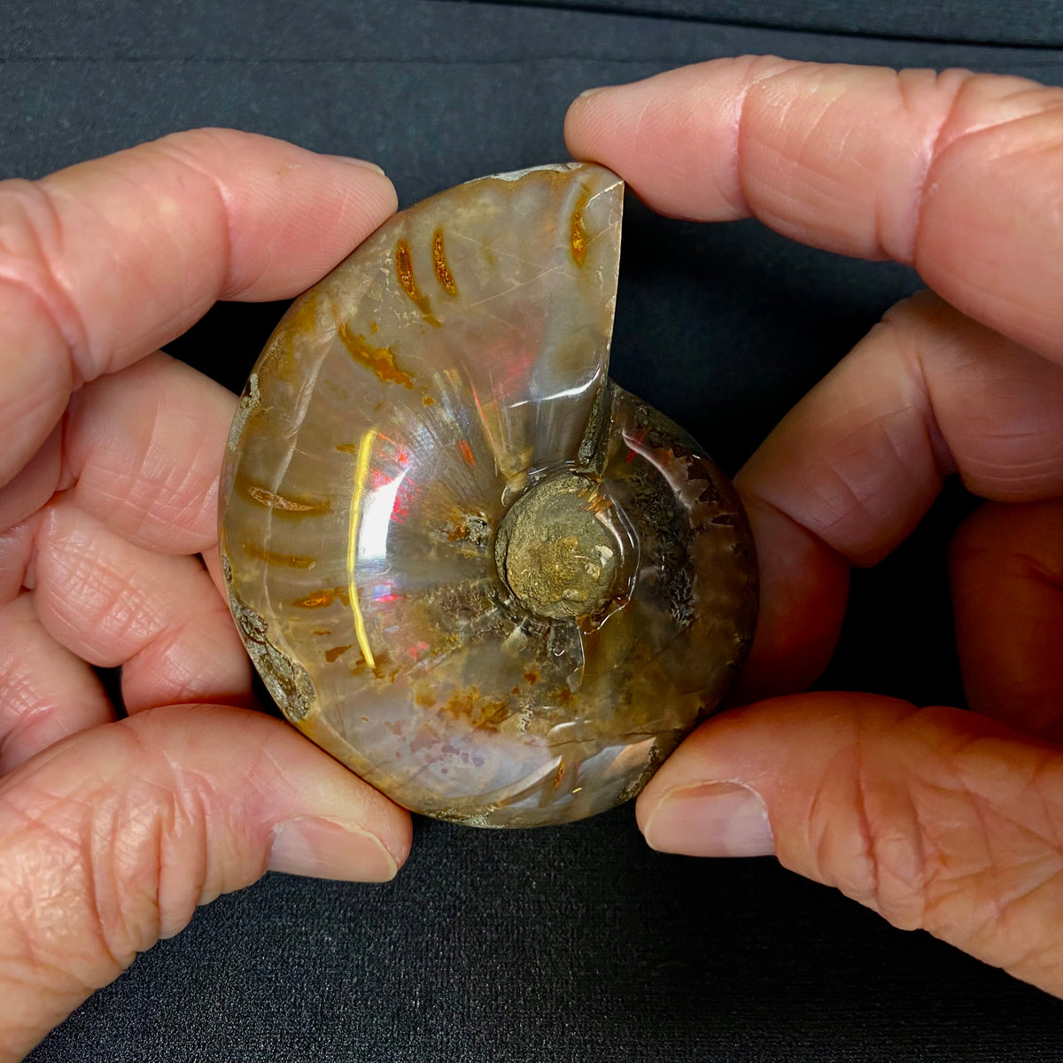 Ammonite Fossil