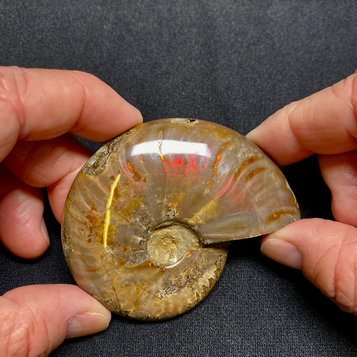 Ammonite Fossil