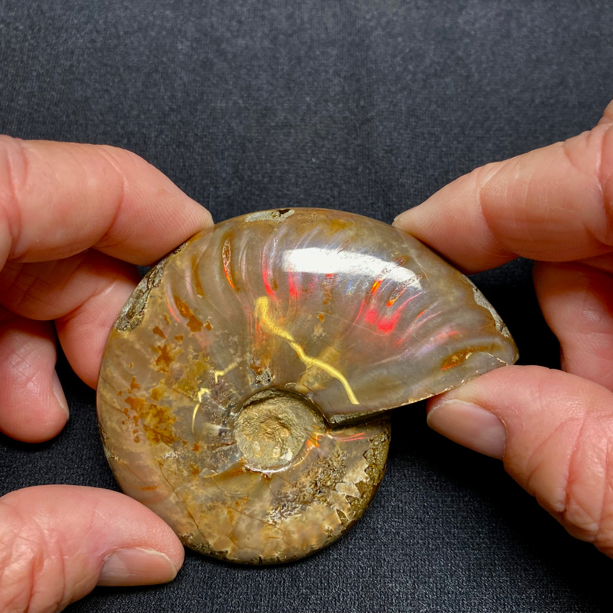 Ammonite Fossil
