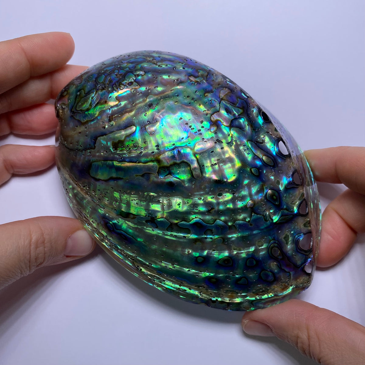 Abalone Shell - Indonesia