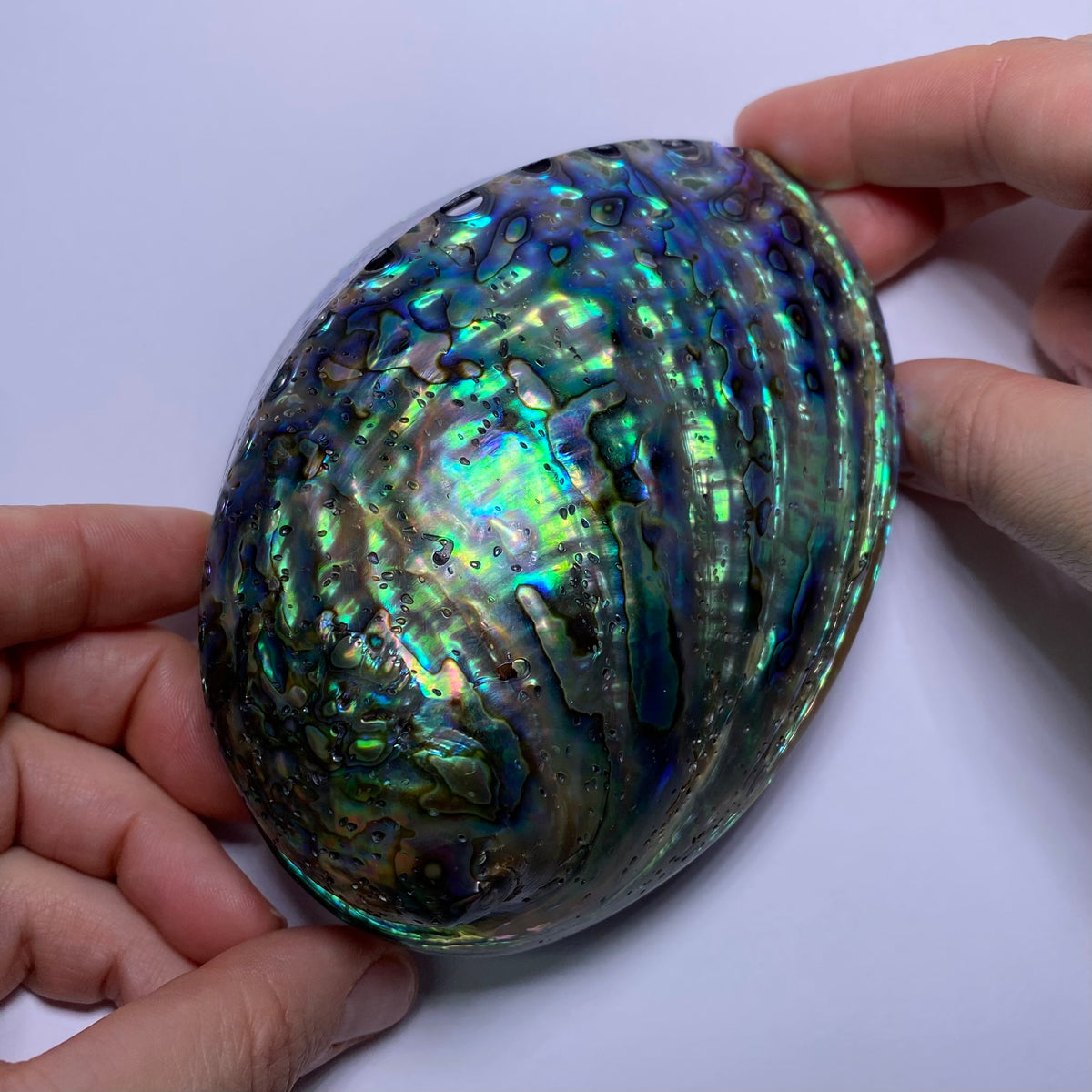 Abalone Shell - Indonesia