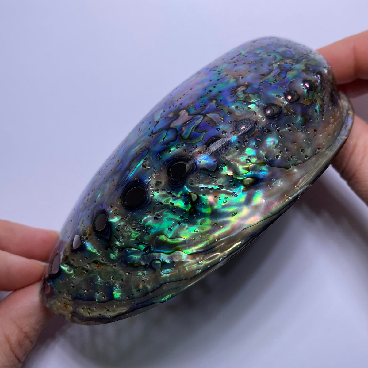 Abalone Shell - Indonesia