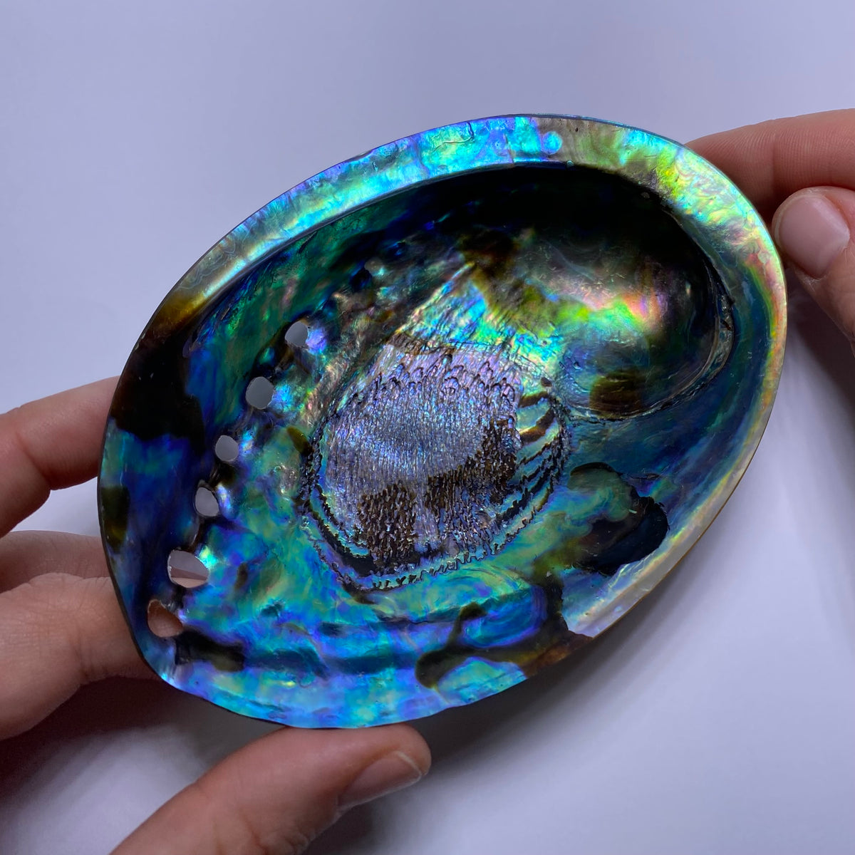 Abalone Shell - Indonesia