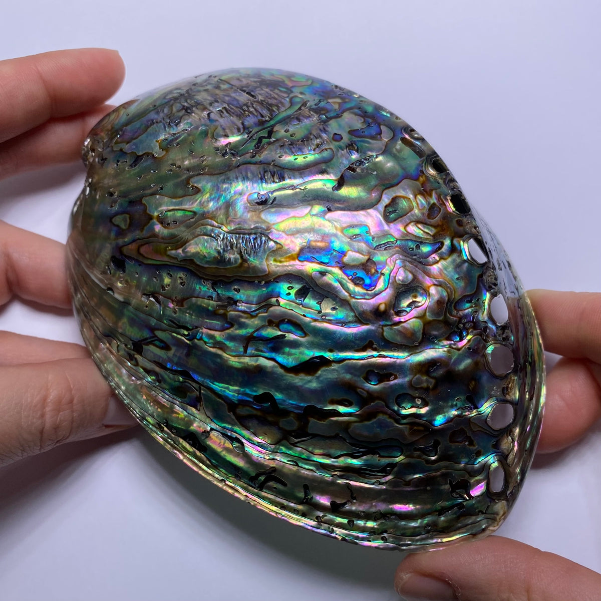 Abalone Shell - Indonesia