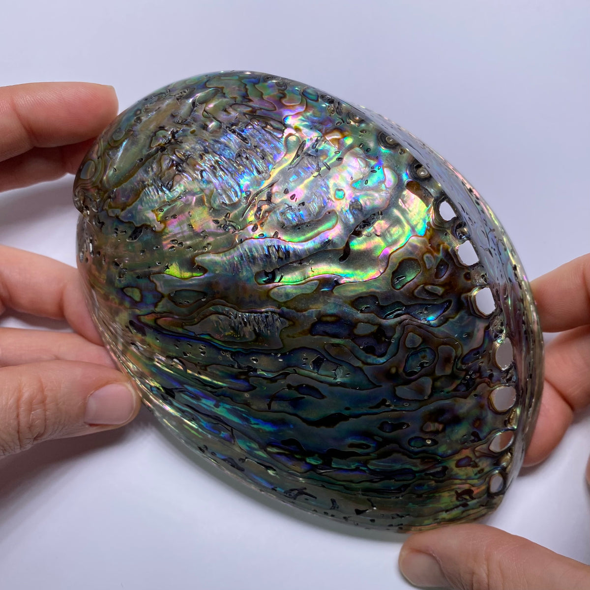 Abalone Shell - Indonesia