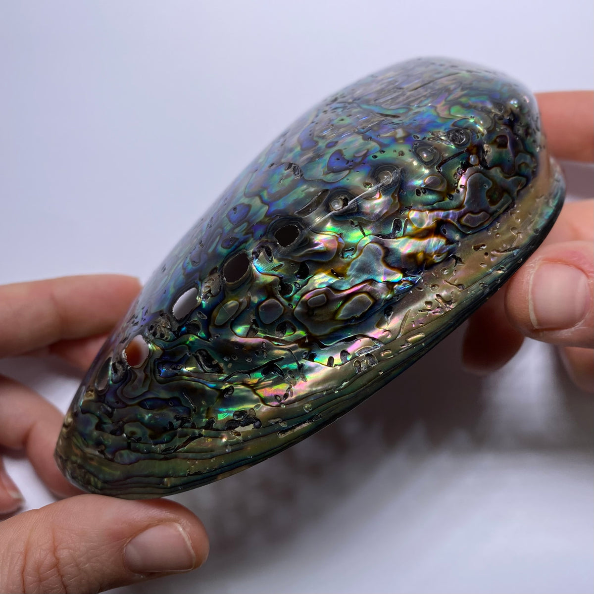 Abalone Shell - Indonesia