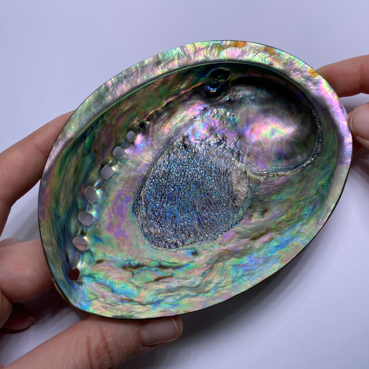 Abalone Shell - Indonesia