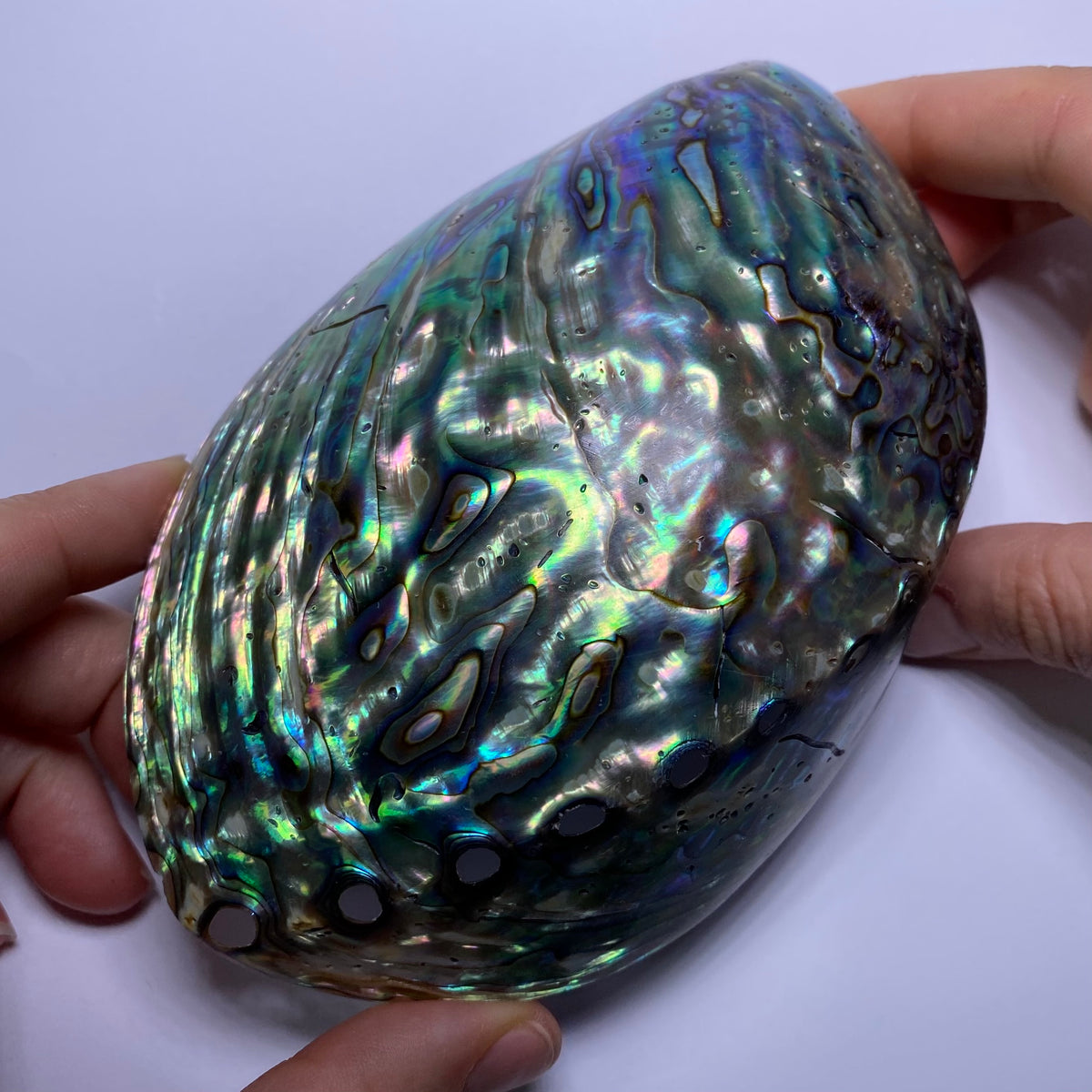 Abalone Shell - Indonesia