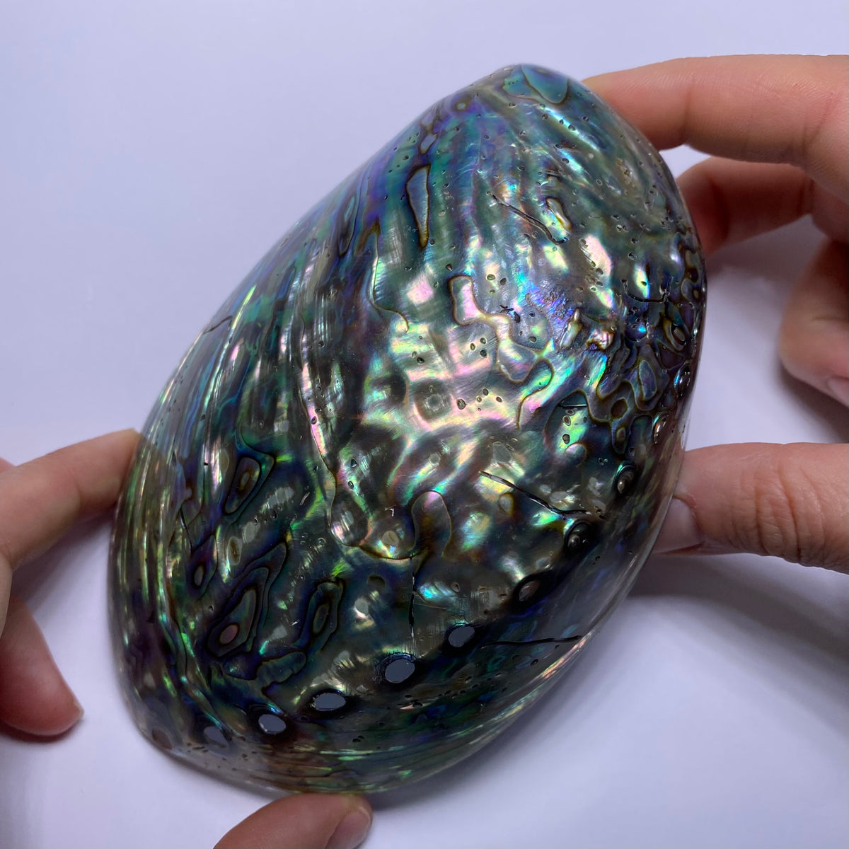 Abalone Shell - Indonesia