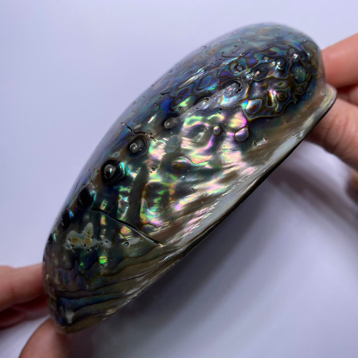 Abalone Shell - Indonesia