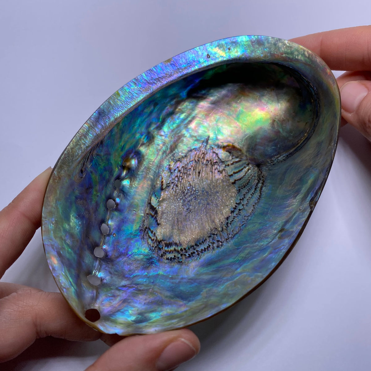 Abalone Shell - Indonesia