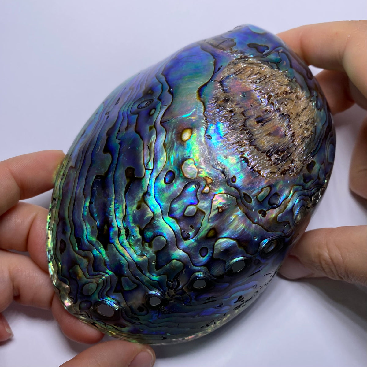 Abalone Shell - Indonesia