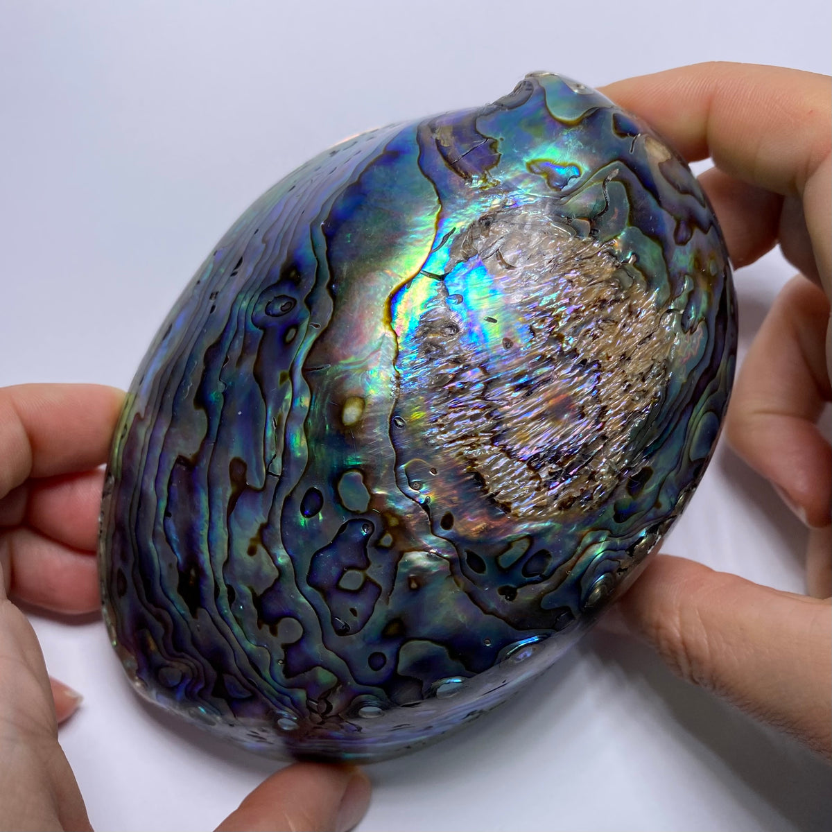 Abalone Shell - Indonesia