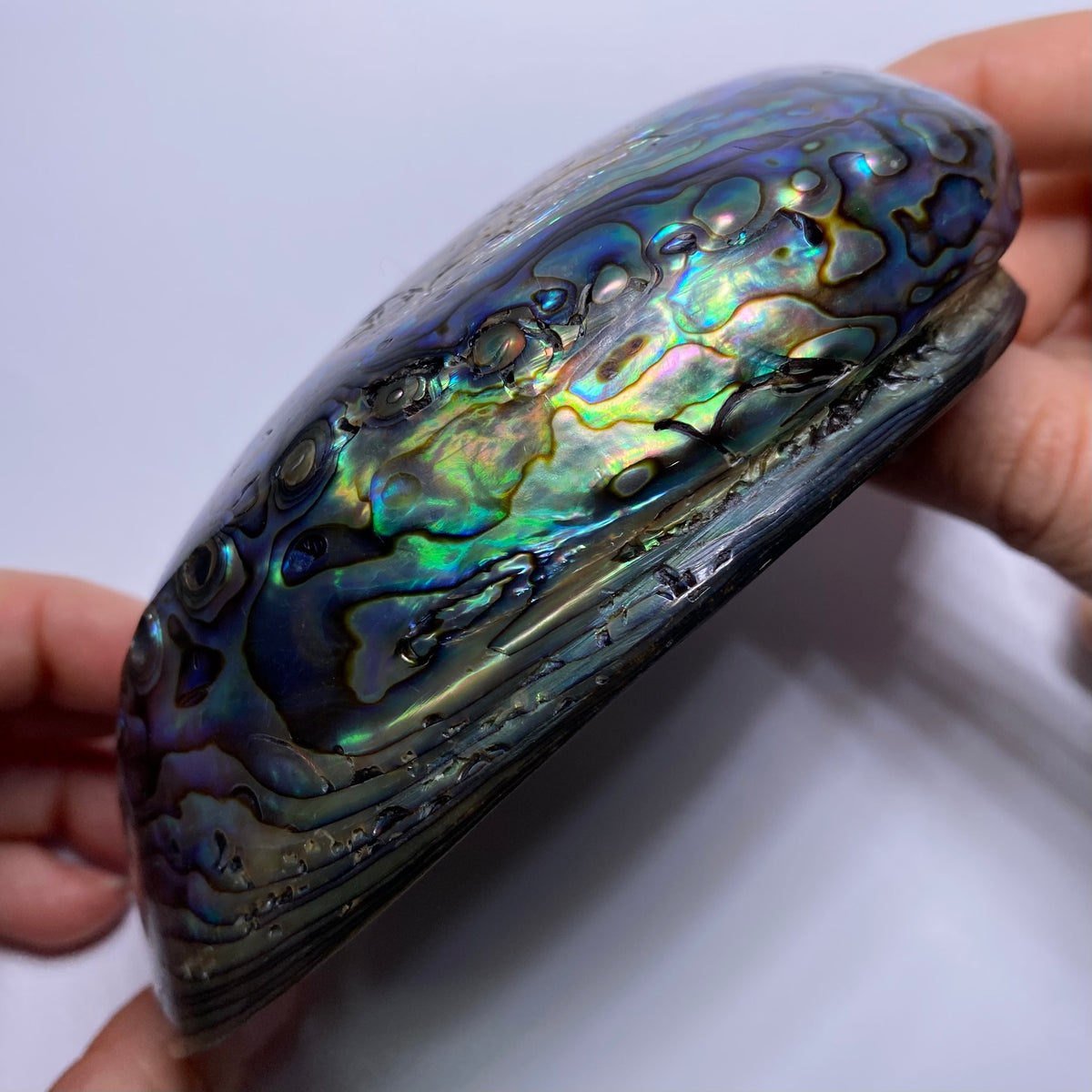 Abalone Shell - Indonesia