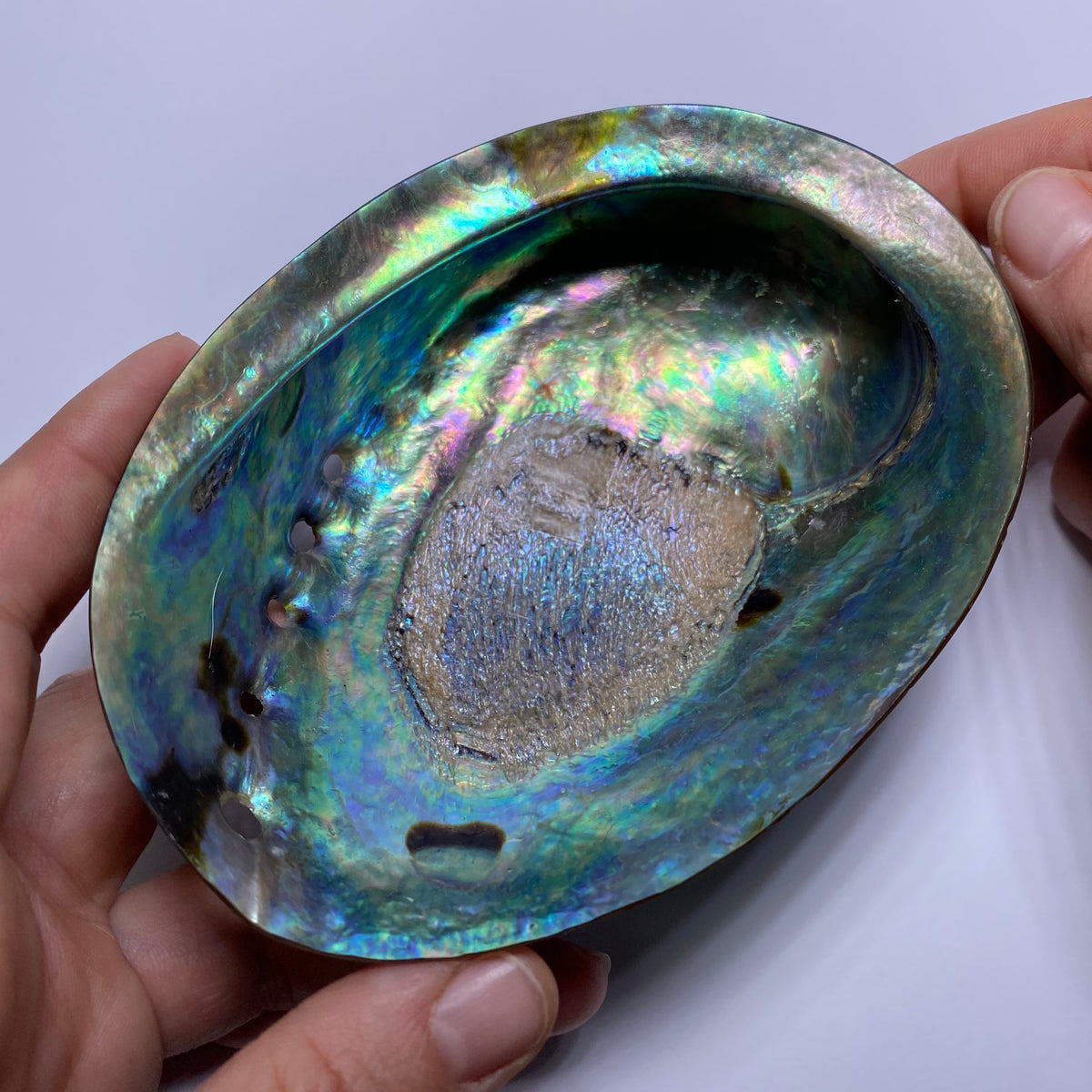 Abalone Shell - Indonesia