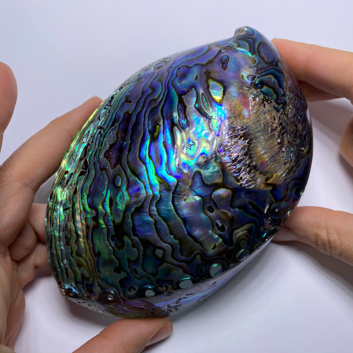 Abalone Shell - Indonesia