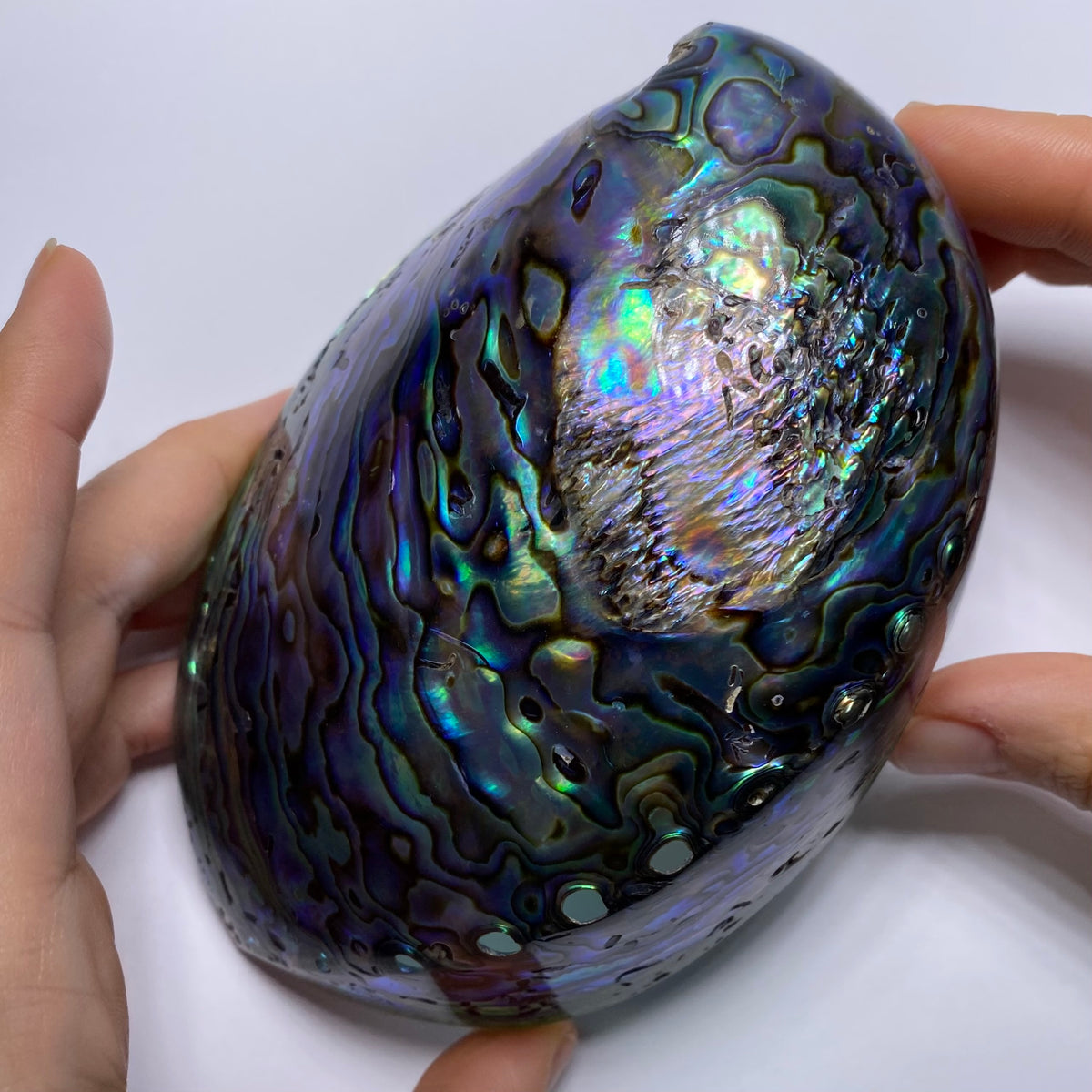 Abalone Shell - Indonesia