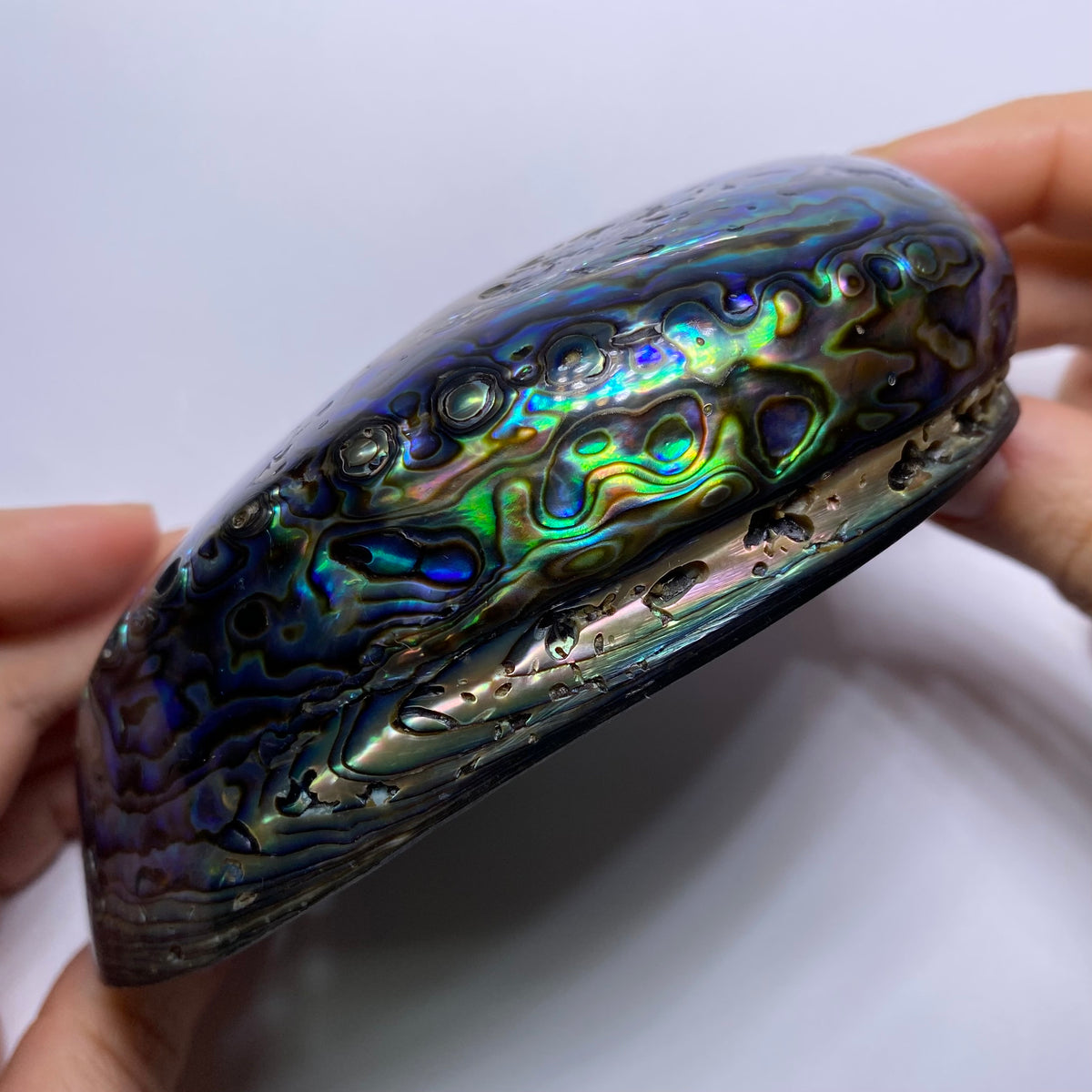 Abalone Shell - Indonesia