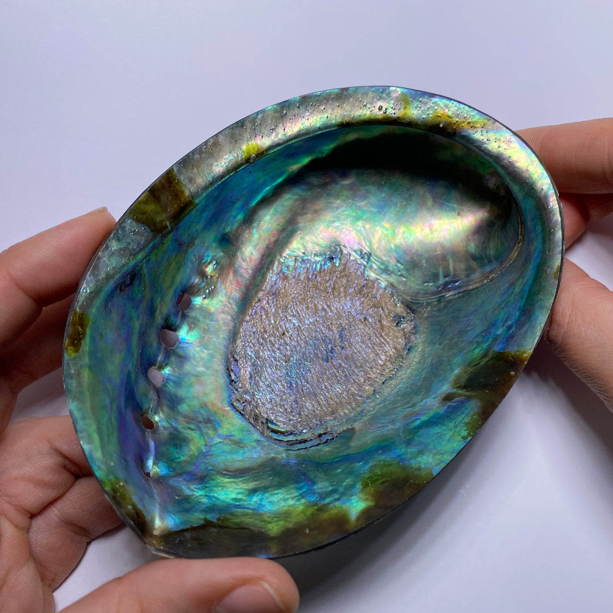 Abalone Shell - Indonesia