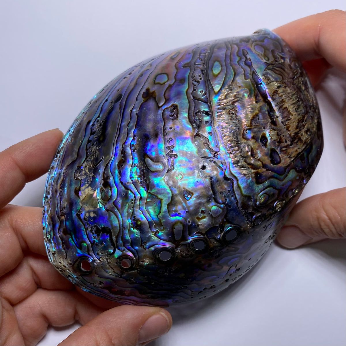 Abalone Shell - Indonesia