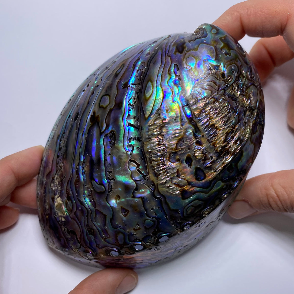 Abalone Shell - Indonesia