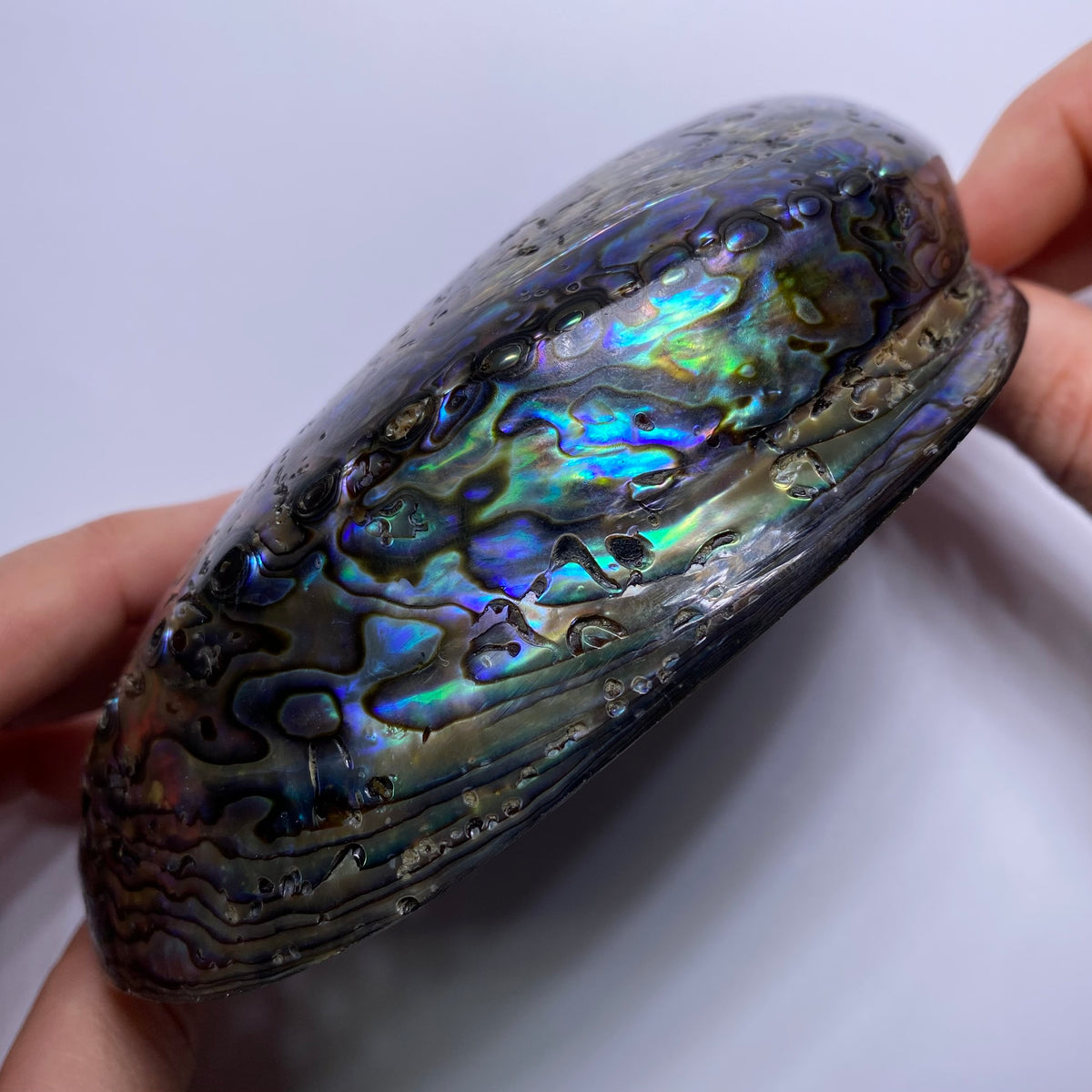 Abalone Shell - Indonesia