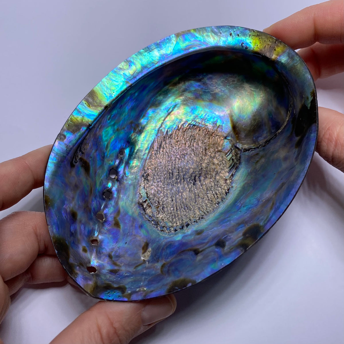 Abalone Shell - Indonesia