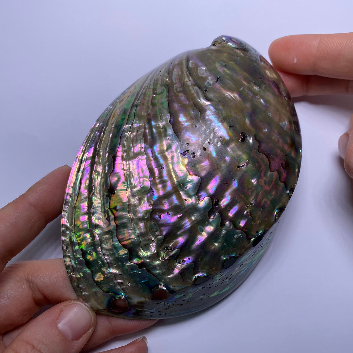 Abalone Shell - Indonesia