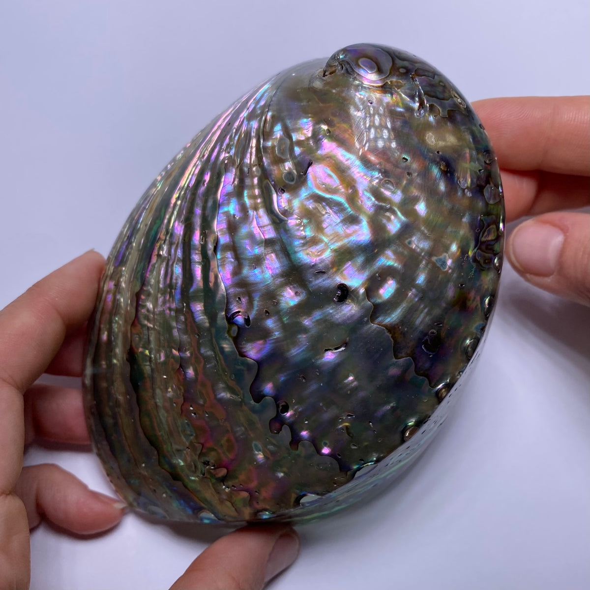 Abalone Shell - Indonesia