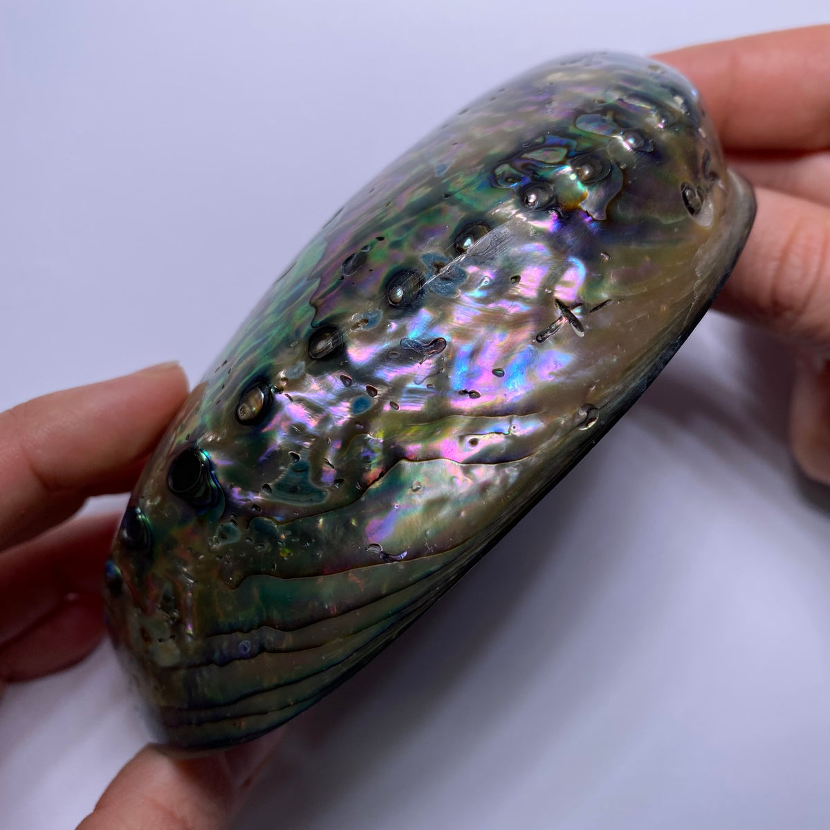 Abalone Shell - Indonesia