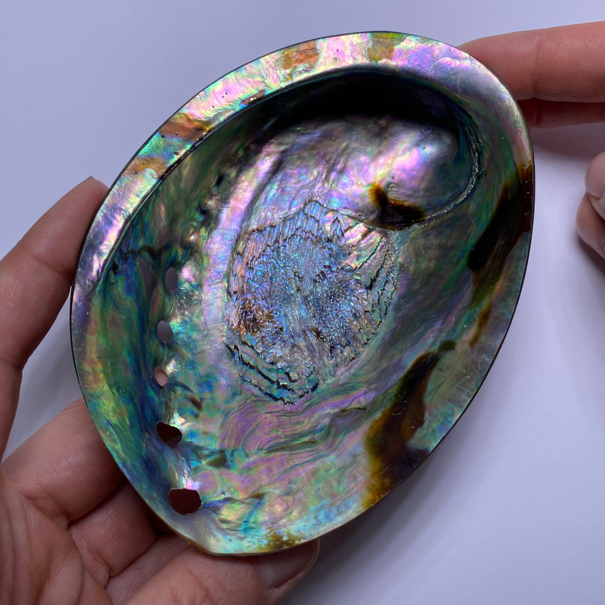 Abalone Shell - Indonesia