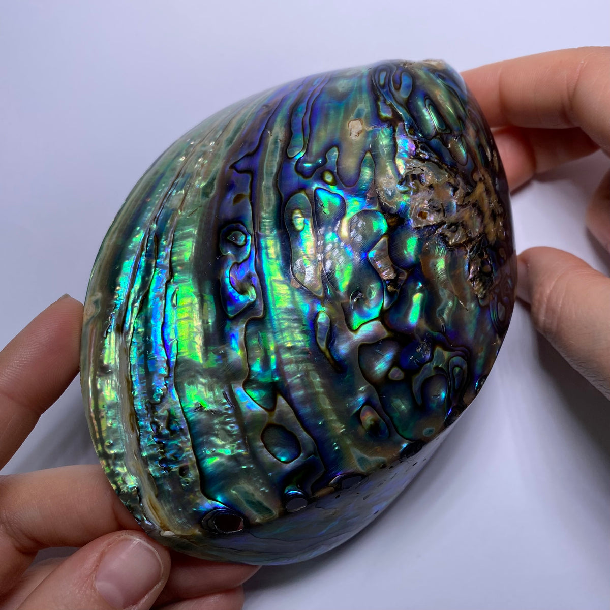 Abalone Shell - Indonesia