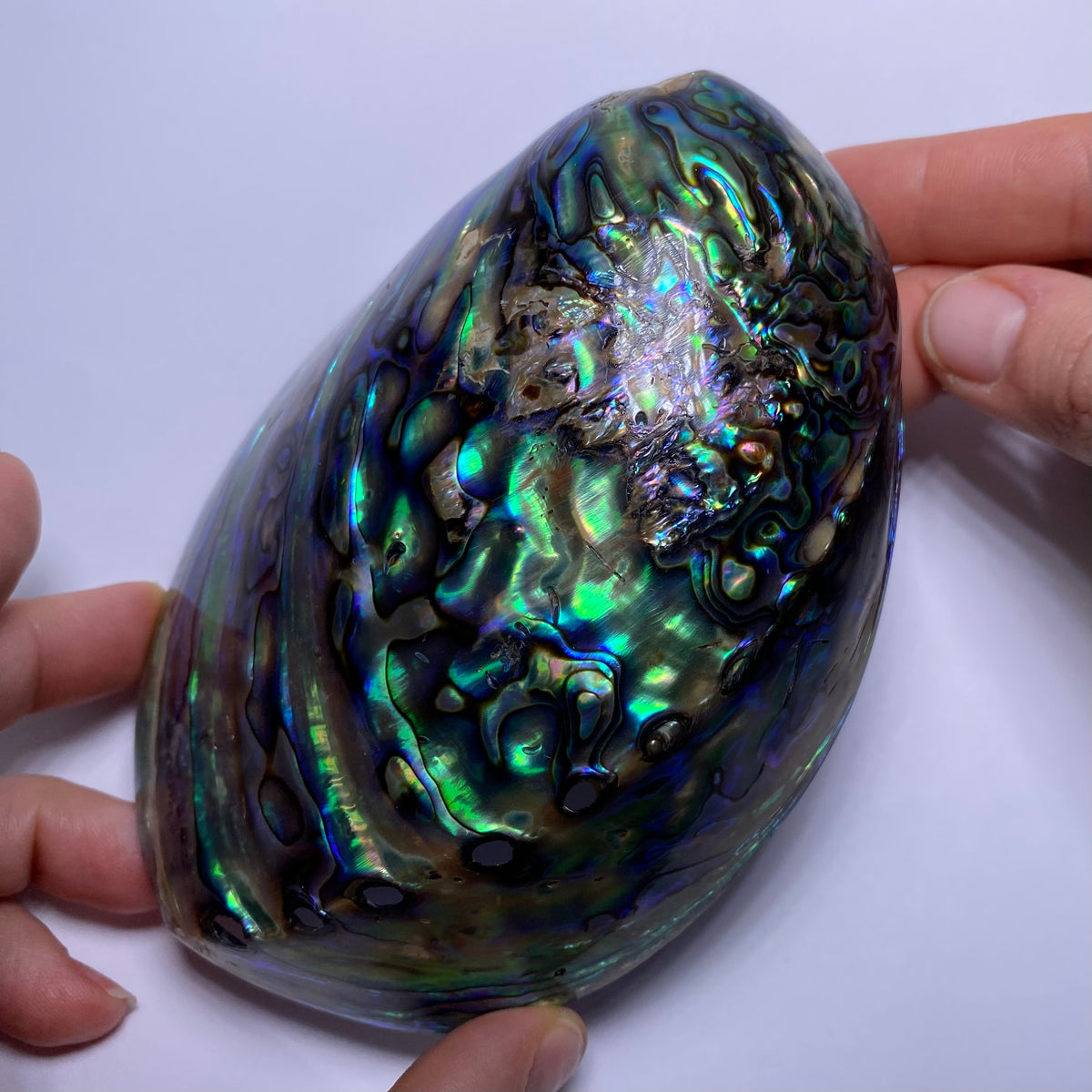 Abalone Shell - Indonesia