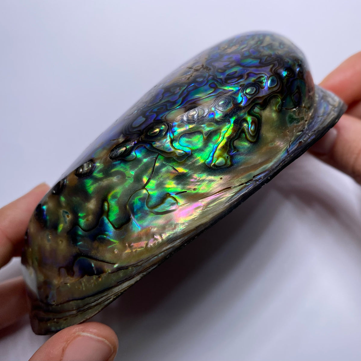 Abalone Shell - Indonesia