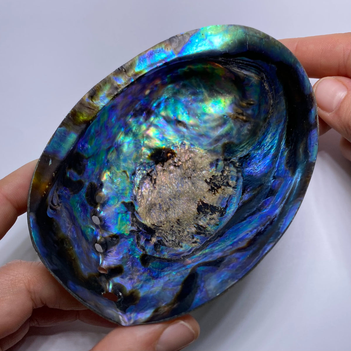 Abalone Shell - Indonesia