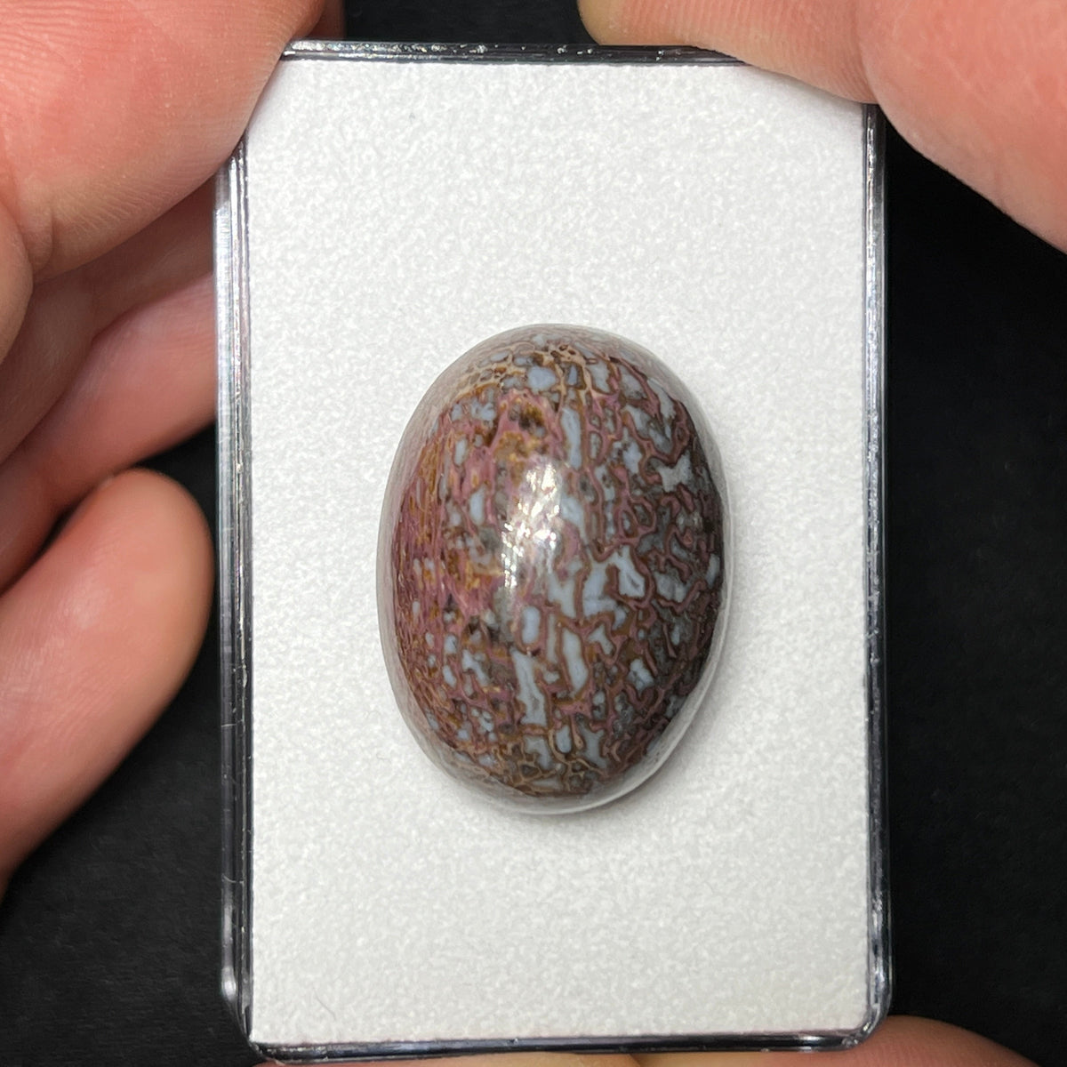 Fossilized Dinosaur Bone Cabochon