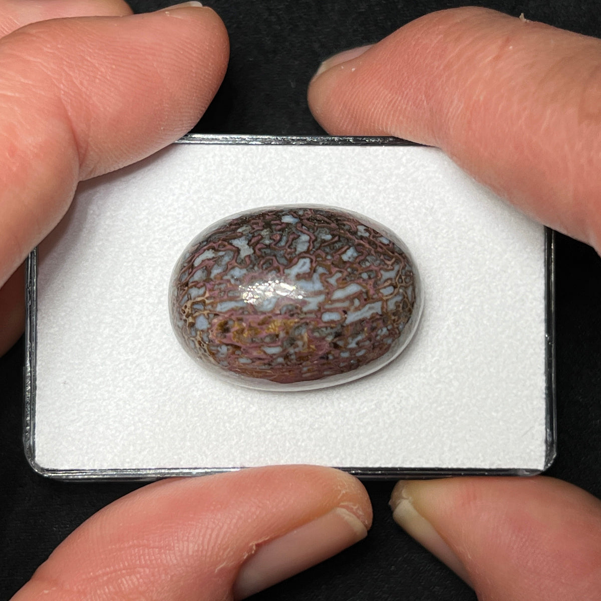 Fossilized Dinosaur Bone Cabochon