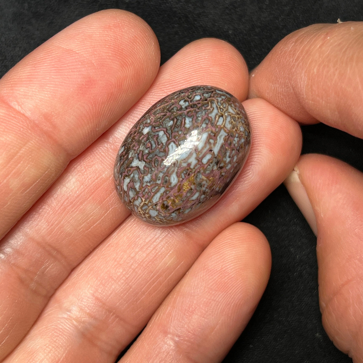 Fossilized Dinosaur Bone Cabochon