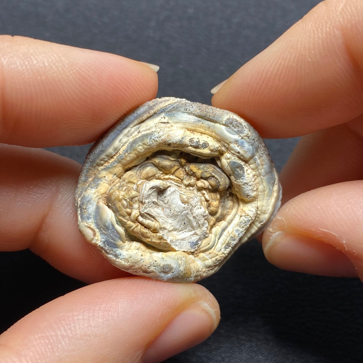 Oyster Agate - Mexico